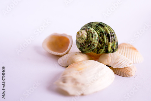 shell on a background