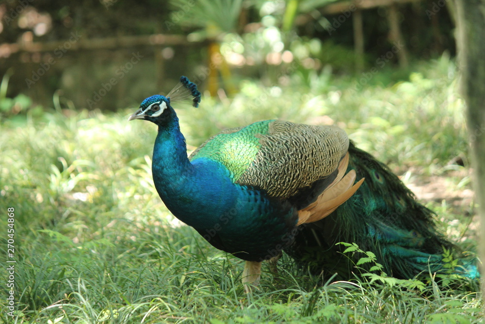 Obraz premium peacock in park