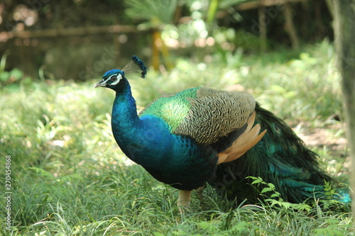 Wallpaper Mural peacock in park Torontodigital.ca