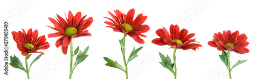 isolated image of beautiful red flowers close up