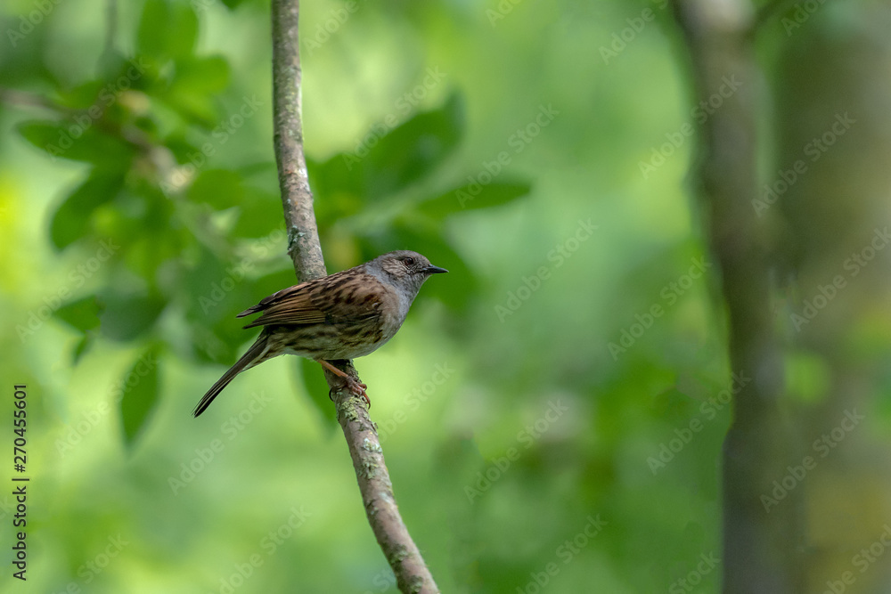 Fototapeta premium dunnock (prunella modularis) in tree