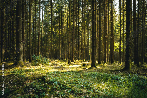 Sunrays between the trees in the bavarian forest with a lot of trees