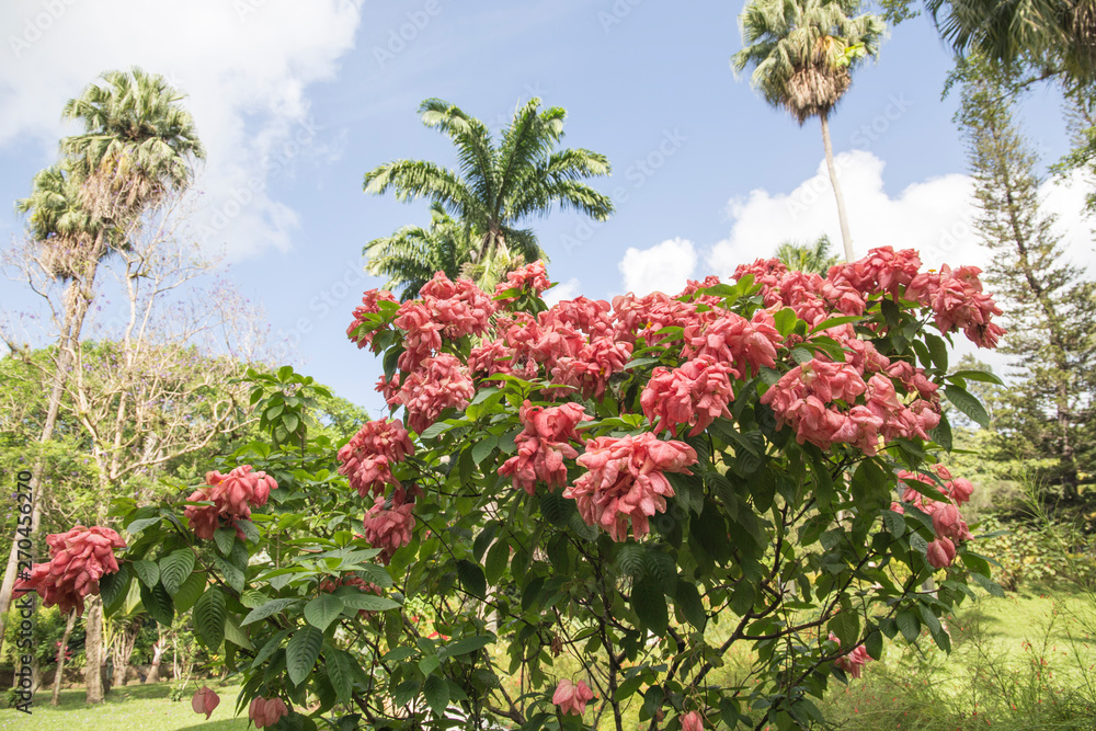 The St Vincent and the Grenadines Botanic Gardens is located in Kingstown The St Vincent and the Grenadines Botanic Gardens is located in Kingstown