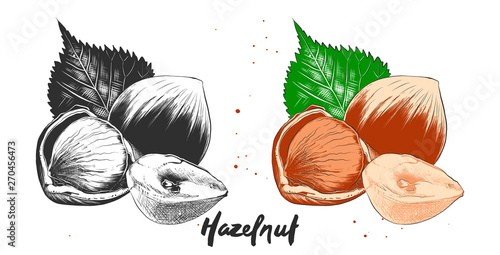 Vector engraved style illustration for posters, decoration and print. Hand drawn etching sketch of hazelnuts in monochrome and colorful. Detailed vegetarian food linocut drawing.