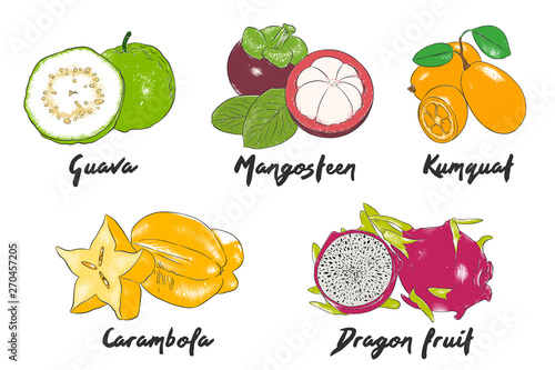 Vector engraved style organic exotic fruits collection for posters, decoration, packaging, menu, logo. Hand drawn colorful sketches isolated on white background. Detailed vintage woodcut drawing.