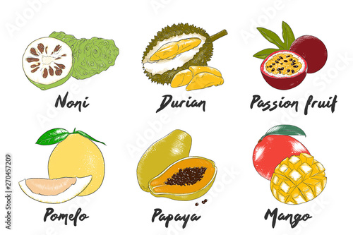 Vector engraved style organic exotic fruits collection for posters  decoration  packaging  menu  logo. Hand drawn colorful sketches isolated on white background. Detailed vintage woodcut drawing.