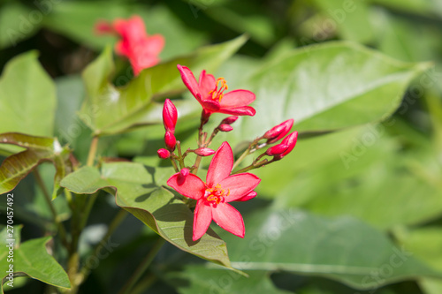 The St Vincent and the Grenadines Botanic Gardens is located in Kingstown