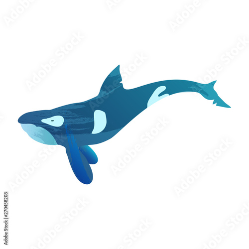 Illustration of grampus with watercolor splashes. Vector killer whale for your design.