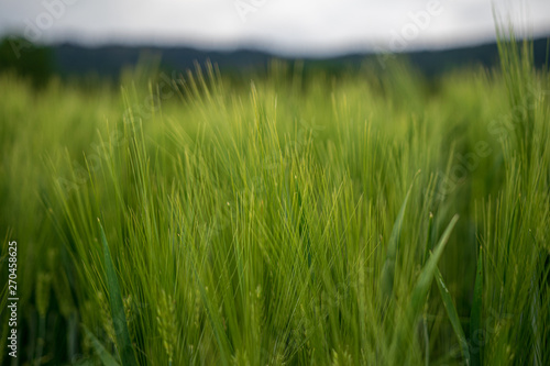 Field of green cereals at the bavarian forest