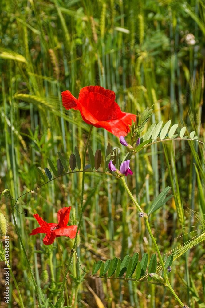 Wild red poppies growing in a fallow field in north east Italy. Wild red poppies growing in a fallow field in north east Italy.