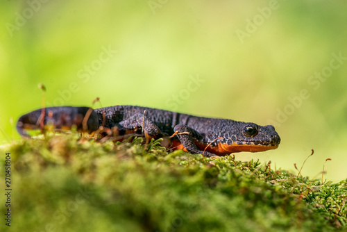 Alpine newt (Triturus alpestris)