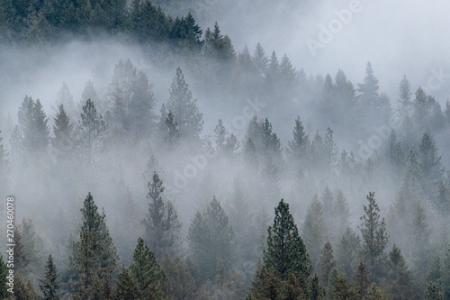 Fototapeta Naklejka Na Ścianę i Meble -  forest in the fog - 1 of 3