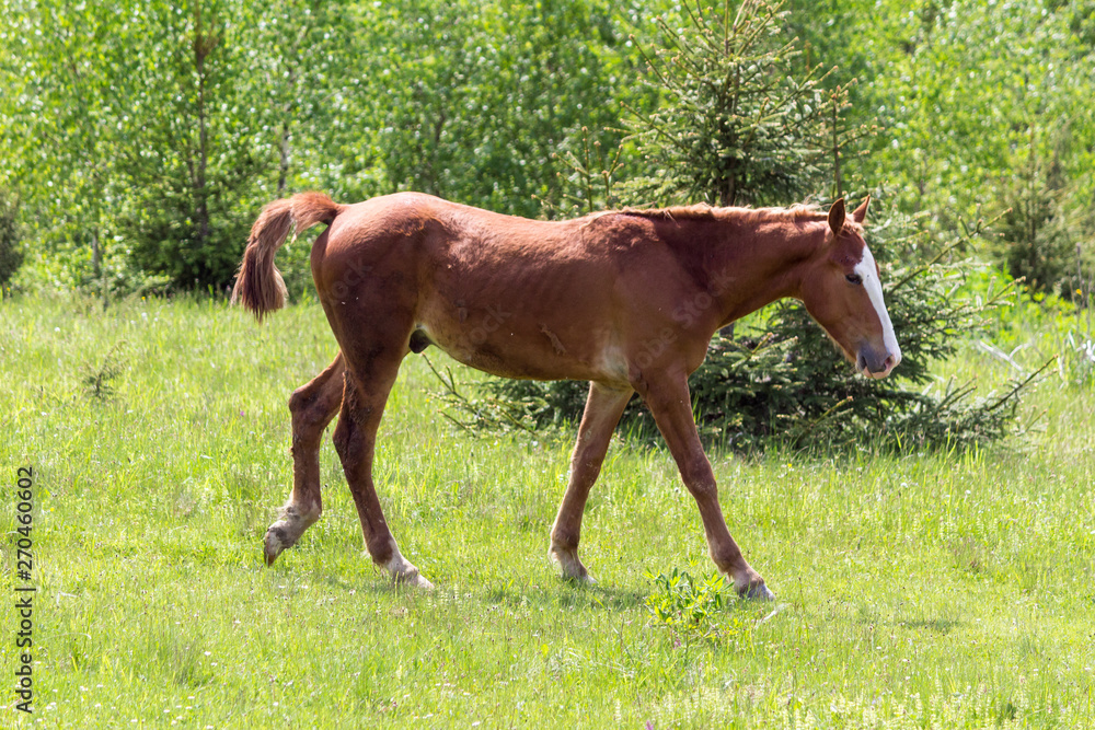 Fototapeta premium Horse in the field