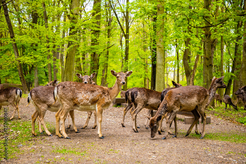 Deers on territory of medieval castle Blatna in spring time  Czech Republic