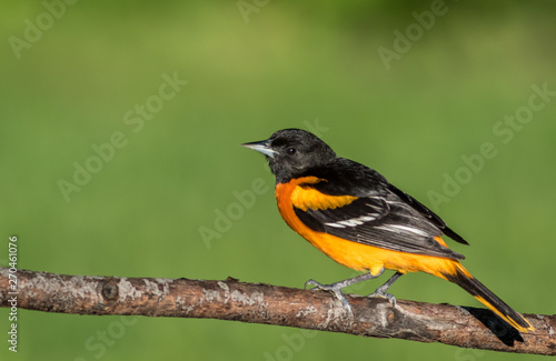 Baltimore Oriole (Icterus galbula) perched on branch green background room for text