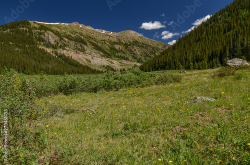 flower meadows in Lake Creek Valley near Indepence Pass (Lake County, Colorado, USA)