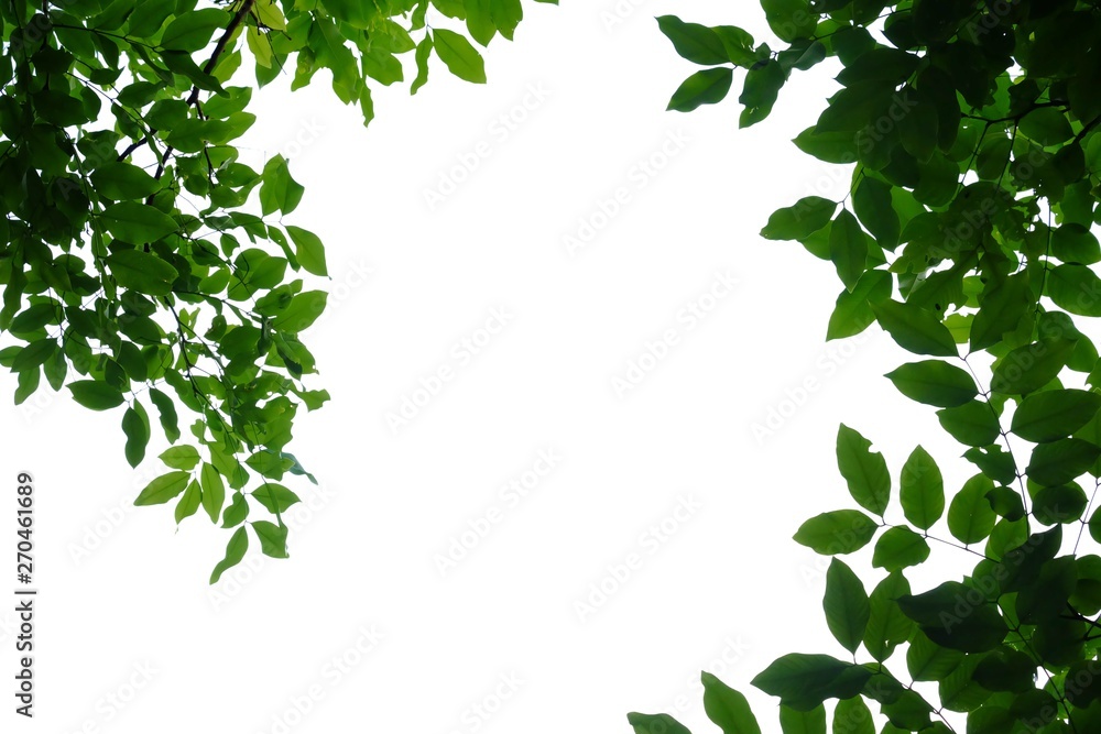 Fototapeta premium Tropical green leaves frame on white isolated background for green foliage backdrop 