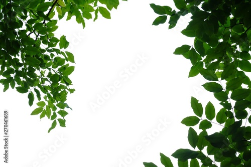 Tropical green leaves frame on white isolated background for green foliage backdrop 