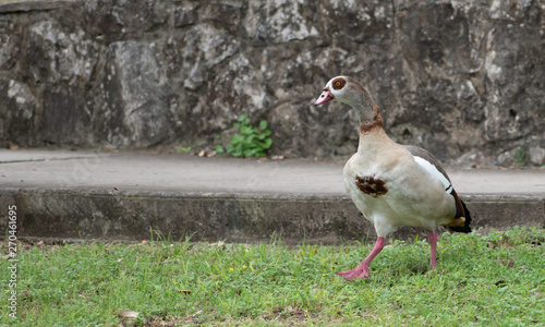 Duck walking through park photo