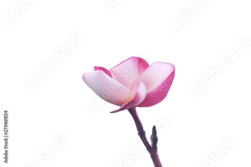 Fototapeta Naklejka Na Ścianę i Meble -  A beautiful pink white plumeria flower blossom on white isolated background 