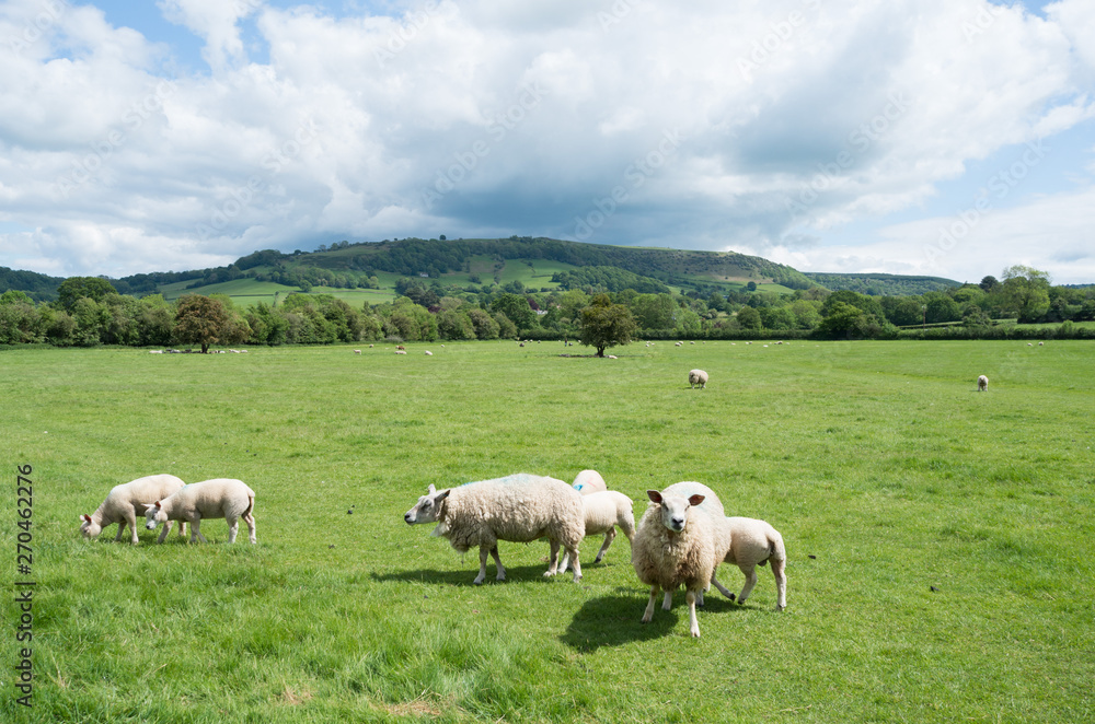 flock of sheep in a green land with sun