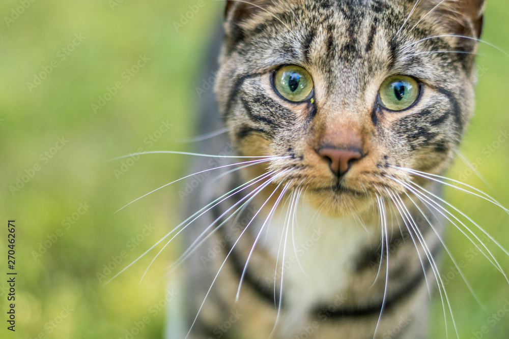 Obraz premium Young green-eyed Tabby Cat in green grass on a late spring afternoon