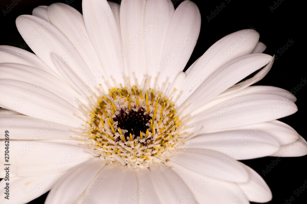 Fototapeta premium Gerbera Ceramic flower head, genus of plants in the Asteraceae of the daisy family native to tropical regions of South America, Africa and Asia, macro with shallow depth of field