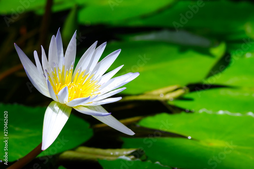 Close up of a beautiful white and yellow water lily or lotus flower in the pond