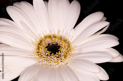 Gerbera Ceramic flower head  genus of plants in the Asteraceae of the daisy family native to tropical regions of South America  Africa and Asia  macro with shallow depth of field 