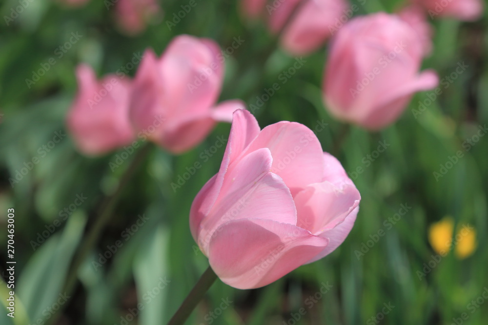 Beautiful delicate spring pink tulips on a delicate background Beautiful delicate spring pink tulips on a delicate background