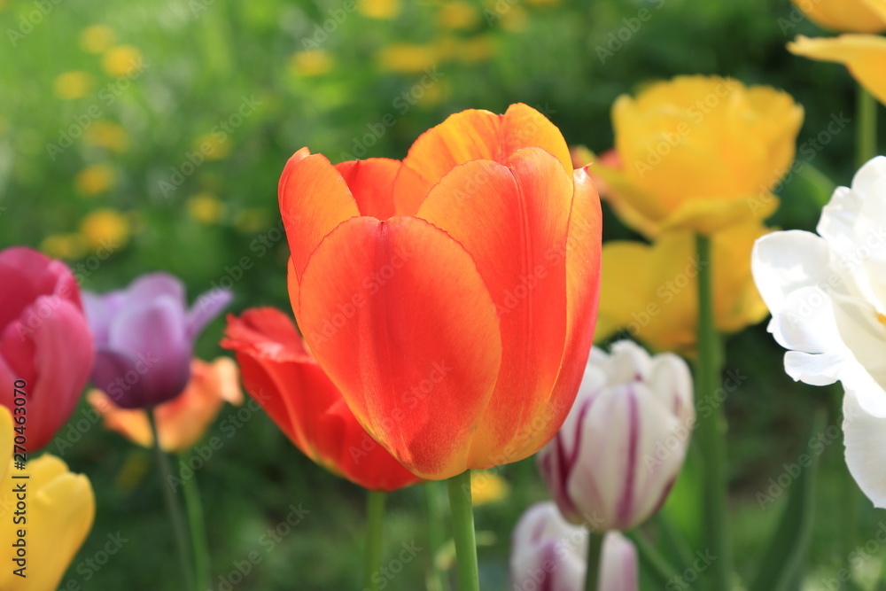 Bright spring tulips of different colors Bright spring tulips of different colors