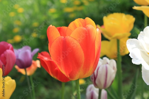 Bright spring tulips of different colors