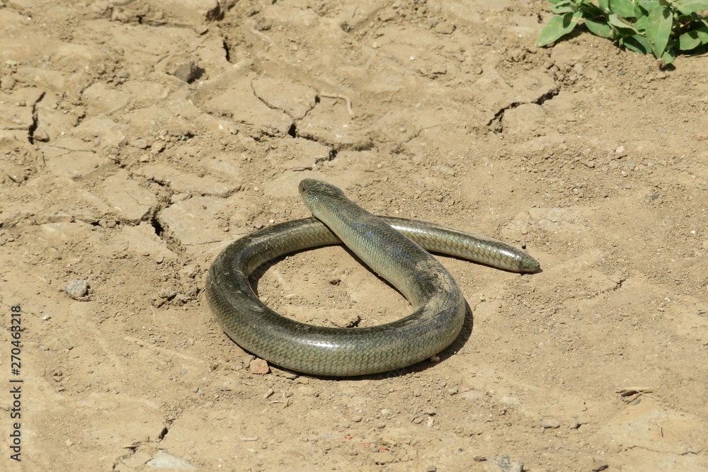 Obraz premium Slow worm on road