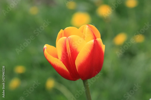 Beautiful spring red-yellow tulip on a spring background