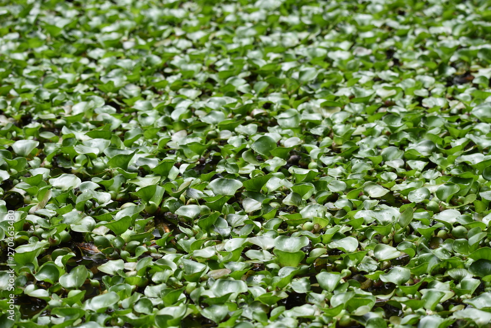 Water hyacinth (Eichhornia crassipes) growing in the pond. Water hyacinth (Eichhornia crassipes) growing in the pond.