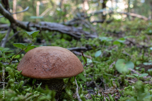 mushroom in the woods - boletus