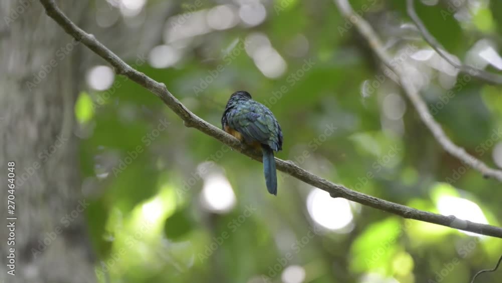 Hummingbird standing on branch. Video recorded in Caparao in 2018. Hummingbird standing on branch. Video recorded in Caparao in 2018.
