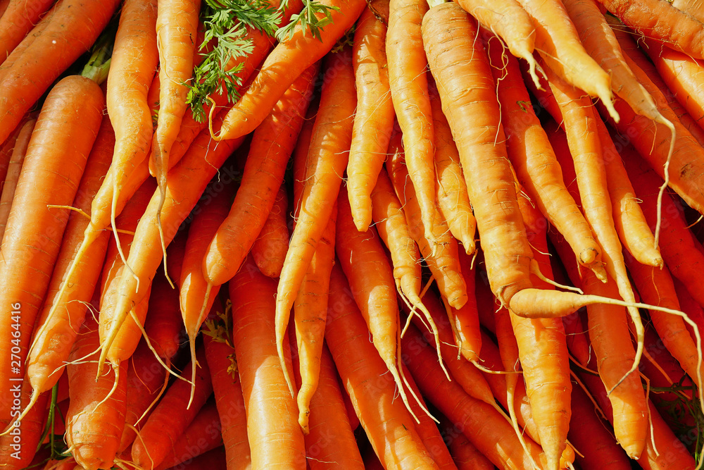 Beautiful Bunch of Bright Orange Market Carrots Beautiful Bunch of Bright Orange Market Carrots