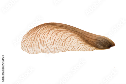 Single maple seed - backlit