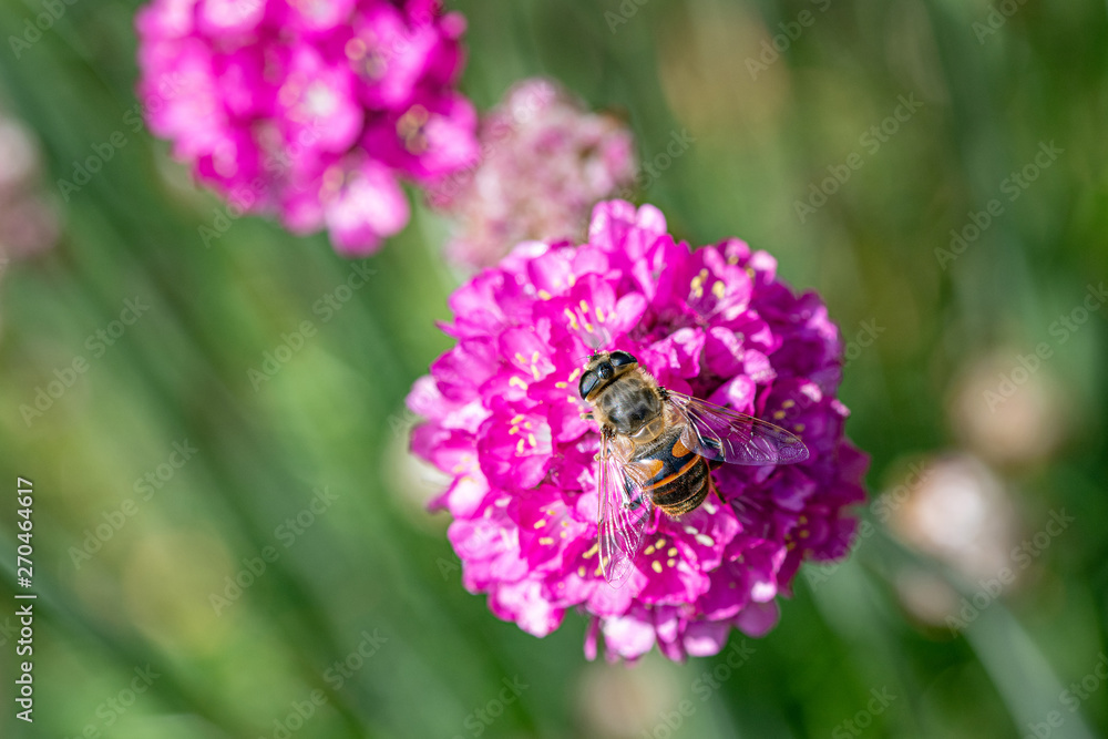 Obraz premium Close-up detail of a honey bee apis collecting pollen on flower in garden