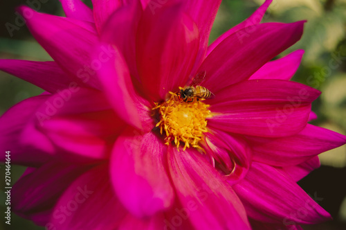 bee on flower © shotsbydippy