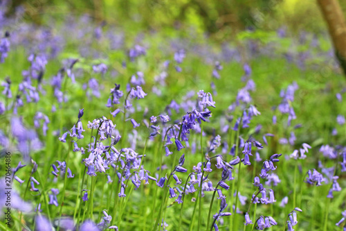 Bluebell flower in close up