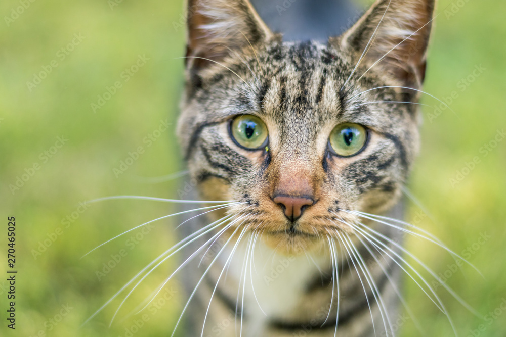 Fototapeta premium Young green-eyed Tabby Cat in green grass on a late spring afternoon
