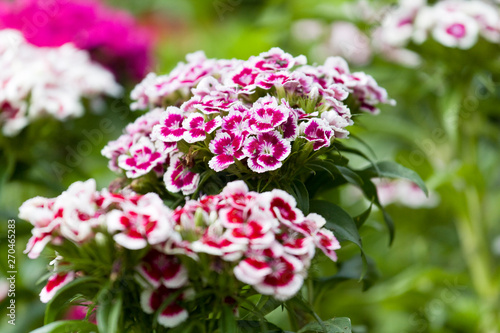 Wallpaper Mural Bush of white and purple dianthus (carnations) blooming in spring Torontodigital.ca