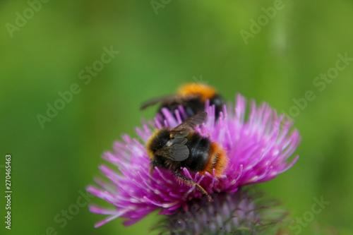 Bee on flower © Ilona