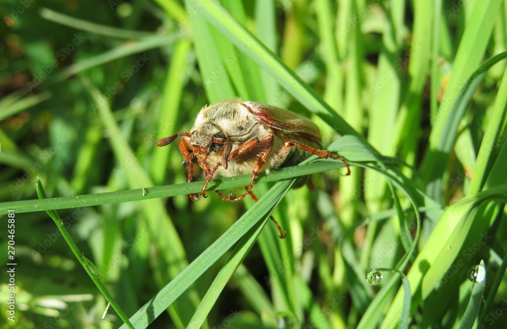 Cockchafer beetle on grass in the garden, closeup Cockchafer beetle on grass in the garden, closeup