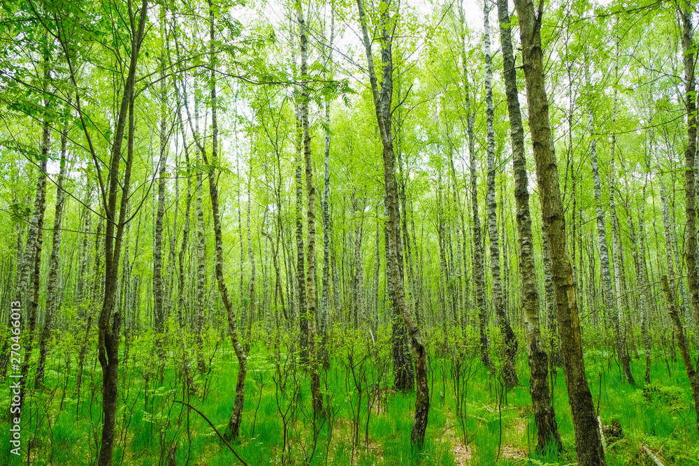 A postcard with a birch forest of spring day in Ukraine. Ukrainian nature. A postcard with a birch forest of spring day in Ukraine. Ukrainian nature.