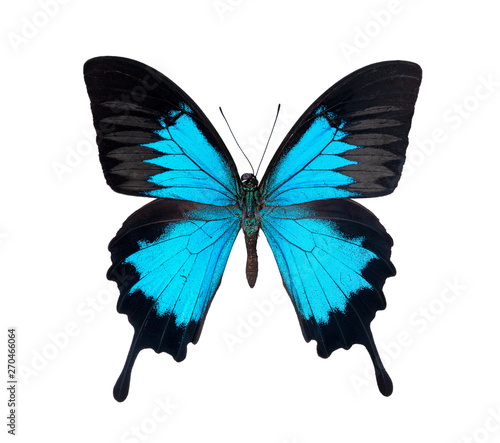 Beautiful papilio ulysses butterfly isolated on white background photo