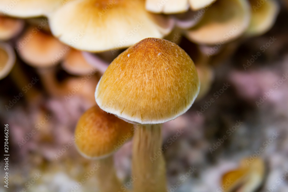 Obraz premium Golden Teacher Psilocybe Cubensis Magic Mushrooms