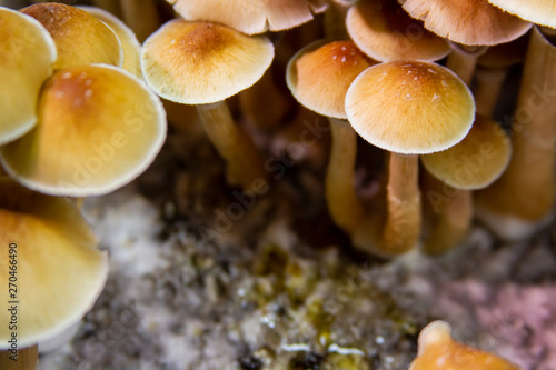 Golden Teacher Psilocybe Cubensis Magic Mushrooms 